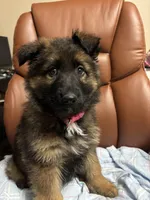 Cookie, a female German Shepherd Dog for sale in Donalsonville, GA – Photo 3 of 4