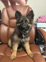 Cookie, a female German Shepherd Dog for sale in Donalsonville, GA – Photo 4 of 4