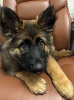 Cookie, a female German Shepherd Dog for sale in Donalsonville, GA – Photo 1 of 4