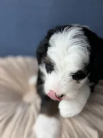 Ambrosia , a female Bernedoodle for sale in Atwood, OK – 4 of 8