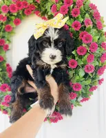 Pearl, a female Miniature Bernedoodle for sale in Atwood, OK – 6 of 9