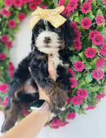 Pearl, a female Miniature Bernedoodle for sale in Atwood, OK – 4 of 9