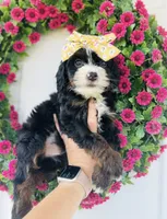 Pearl, a female Miniature Bernedoodle for sale in Atwood, OK – 7 of 9