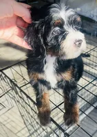 Pearl, a female Miniature Bernedoodle for sale in Atwood, OK – 9 of 9
