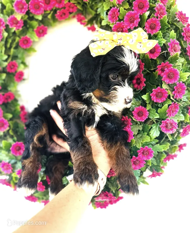 Pearl – Miniature Bernedoodle puppy for sale in Atwood, OK