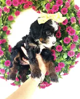 Pearl, a female Miniature Bernedoodle for sale in Atwood, OK – 1 of 9