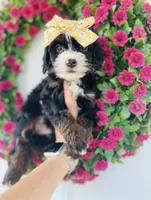 Pearl, a female Miniature Bernedoodle for sale in Atwood, OK – 5 of 9