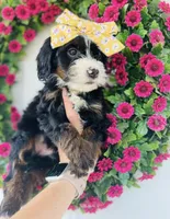 Pearl, a female Miniature Bernedoodle for sale in Atwood, OK – 2 of 9