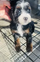 Pearl, a female Miniature Bernedoodle for sale in Atwood, OK – 8 of 9