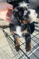 Pearl, a female Miniature Bernedoodle for sale in Atwood, OK – 3 of 9