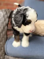 Ambrosia , a female Bernedoodle for sale in Atwood, OK – 3 of 8