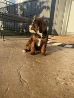 Ediee, a female Miniature Bernedoodle for sale in Atwood, OK – 3 of 7