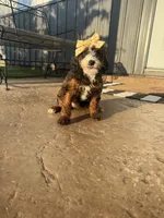 Ediee, a female Miniature Bernedoodle for sale in Atwood, OK – 2 of 7