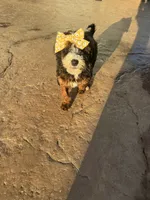 Ediee, a female Miniature Bernedoodle for sale in Atwood, OK – 5 of 7