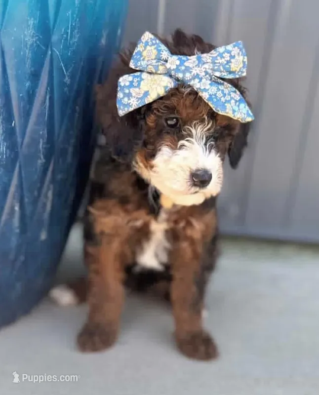 Ediee – Miniature Bernedoodle puppy for sale in Atwood, OK