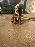 Ediee, a female Miniature Bernedoodle for sale in Atwood, OK – 7 of 7