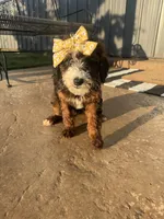 Ediee, a female Miniature Bernedoodle for sale in Atwood, OK – 4 of 7