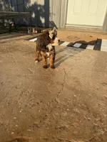 Ediee, a female Miniature Bernedoodle for sale in Atwood, OK – 6 of 7