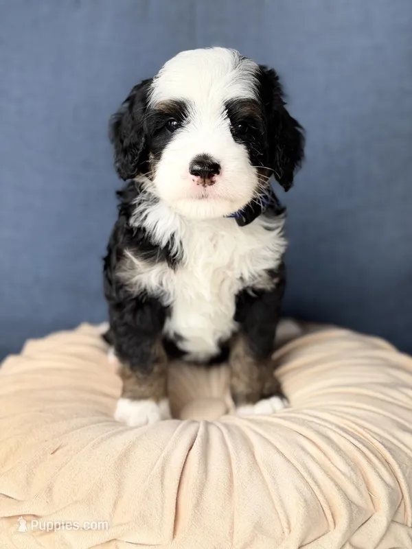Crispin – Bernedoodle puppy for sale in Atwood, OK