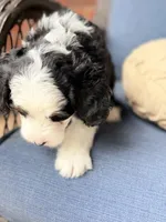 Ambrosia , a female Bernedoodle for sale in Atwood, OK – 8 of 8