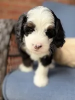 Ambrosia , a female Bernedoodle for sale in Atwood, OK – 6 of 8