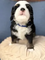 Crispin, a male Bernedoodle for sale in Atwood, OK – 2 of 2