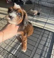 Wren, a female Miniature Labradoodle for sale in Atwood, OK – 6 of 7