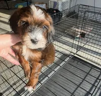 Wren, a female Miniature Labradoodle for sale in Atwood, OK – 4 of 7