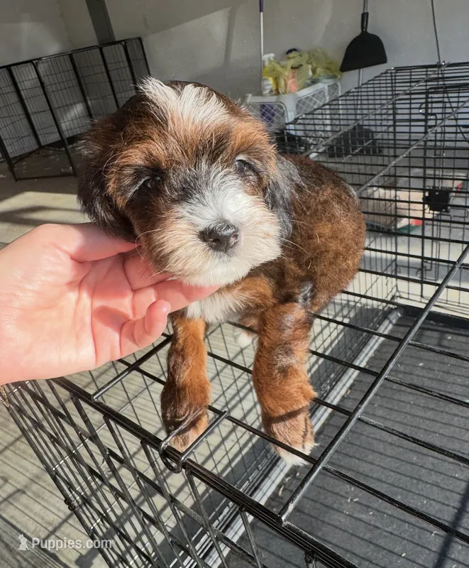 Wren – Miniature Labradoodle puppy for sale in Atwood, OK