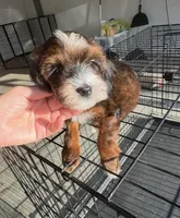 Wren, a female Miniature Labradoodle for sale in Atwood, OK – 1 of 7