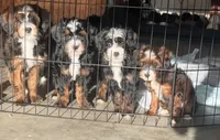 Wren, a female Miniature Labradoodle for sale in Atwood, OK – 7 of 7