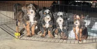 Wren, a female Miniature Labradoodle for sale in Atwood, OK – 3 of 7
