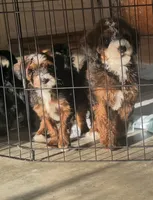 Wren, a female Miniature Labradoodle for sale in Atwood, OK – 2 of 7