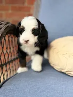 Ambrosia , a female Bernedoodle for sale in Atwood, OK – 2 of 8