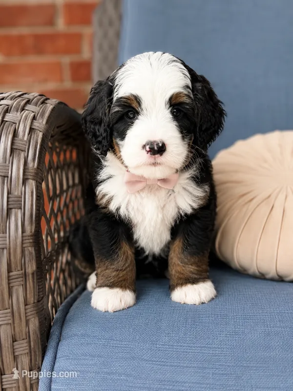 Ambrosia  – Bernedoodle puppy for sale in Atwood, OK