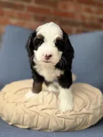 Ambrosia , a female Bernedoodle for sale in Atwood, OK – 7 of 8