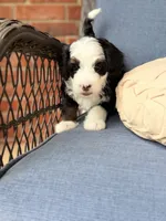 Ambrosia , a female Bernedoodle for sale in Atwood, OK – 5 of 8