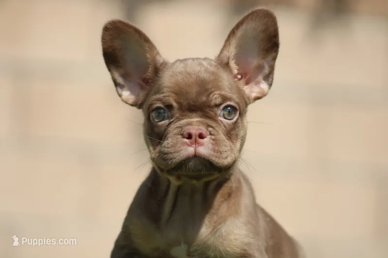 Moana – French Bulldog puppy for sale in Lancaster, CA