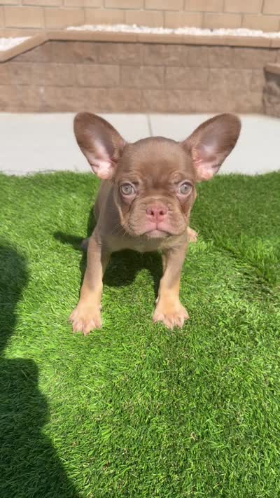Moana, a female French Bulldog for sale in Lancaster, CA – 3 of 5