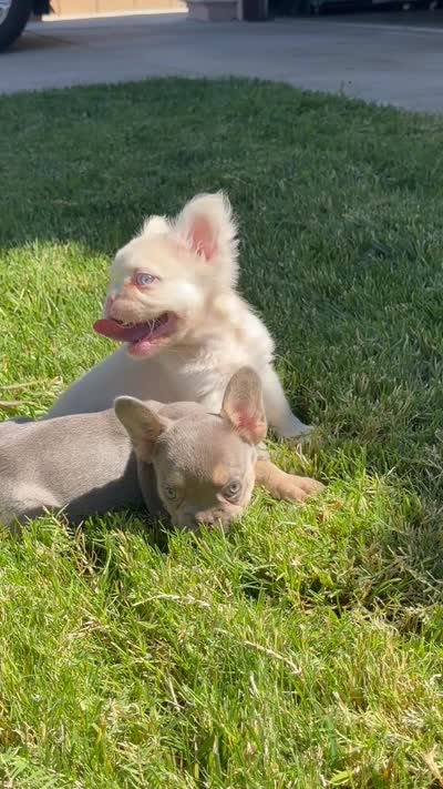Mochi, a male French Bulldog for sale in Lancaster, CA – 3 of 4