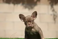 Moana, a female French Bulldog for sale in Lancaster, CA – 4 of 5