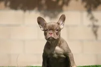Moana, a female French Bulldog for sale in Lancaster, CA – 2 of 5