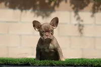 Moana, a female French Bulldog for sale in Lancaster, CA – 5 of 5
