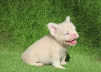 Mochi, a male French Bulldog for sale in Lancaster, CA – 2 of 4