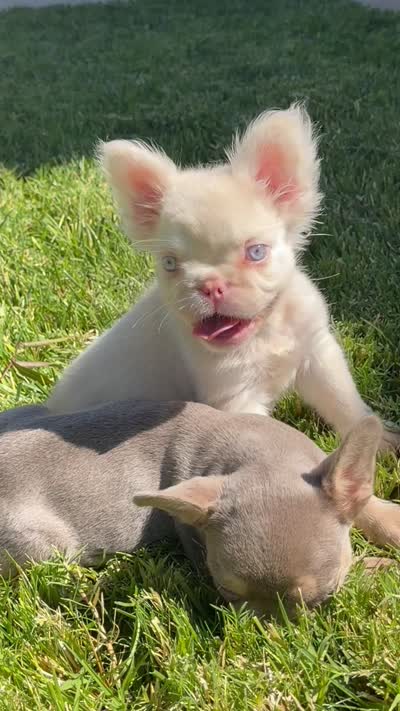 Mochi, a male French Bulldog for sale in Lancaster, CA – 4 of 4