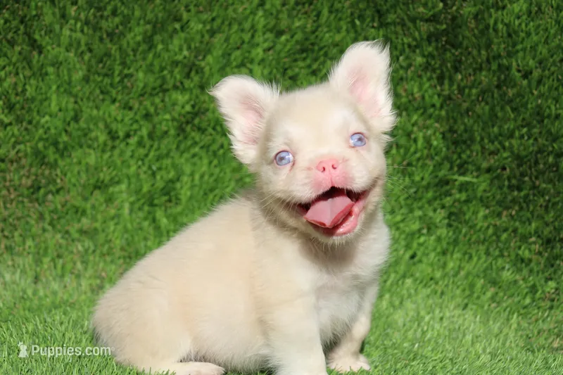 Mochi – French Bulldog puppy for sale in Lancaster, CA