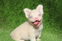 Mochi, a male French Bulldog for sale in Lancaster, CA – 1 of 4