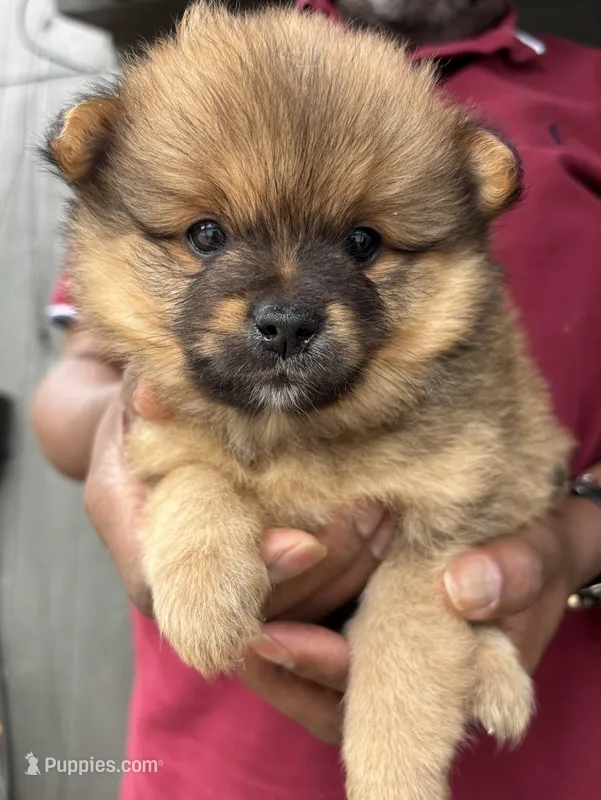 Mahogany – Pomeranian puppy for sale in Olive Branch, MS