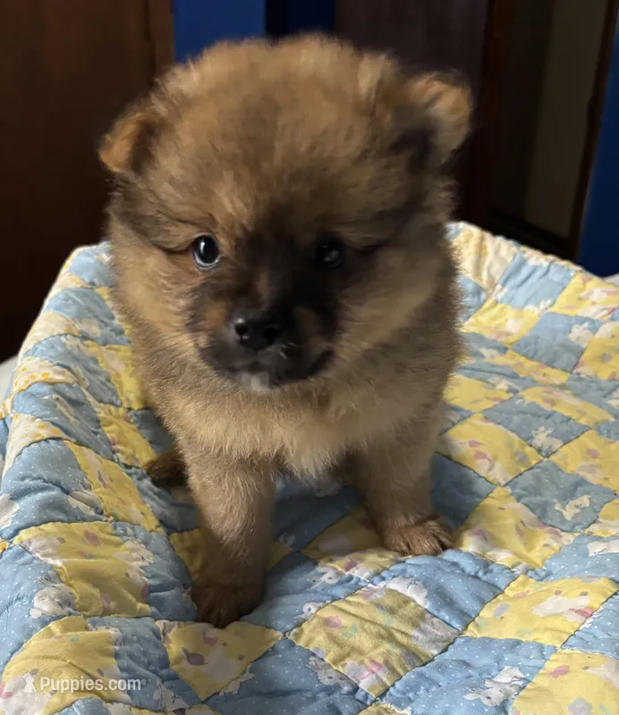 Mahogany – Pomeranian puppy for sale in Olive Branch, MS