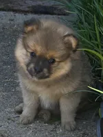 Mahogany, a male Pomeranian for sale in Olive Branch, MS – Photo 2 of 2